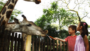 Joyful kids immersed in fun, exploring wonders at Singapore Zoo, their smiles and laughter echoing through captivating animal encounters.